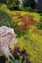 The Gentle Gardener - 2008-2009