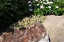 The Gentle Gardener - 2008-2009