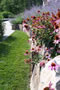 The Gentle Gardener - 2008-2009