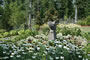 The Gentle Gardener - 2008-2009